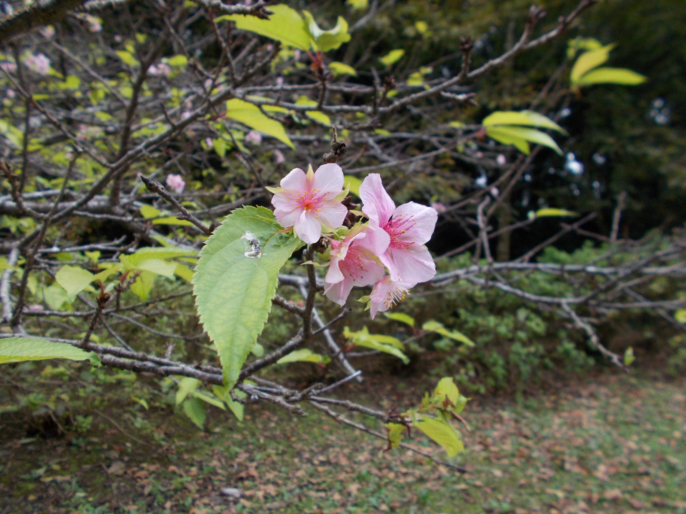 桜の花