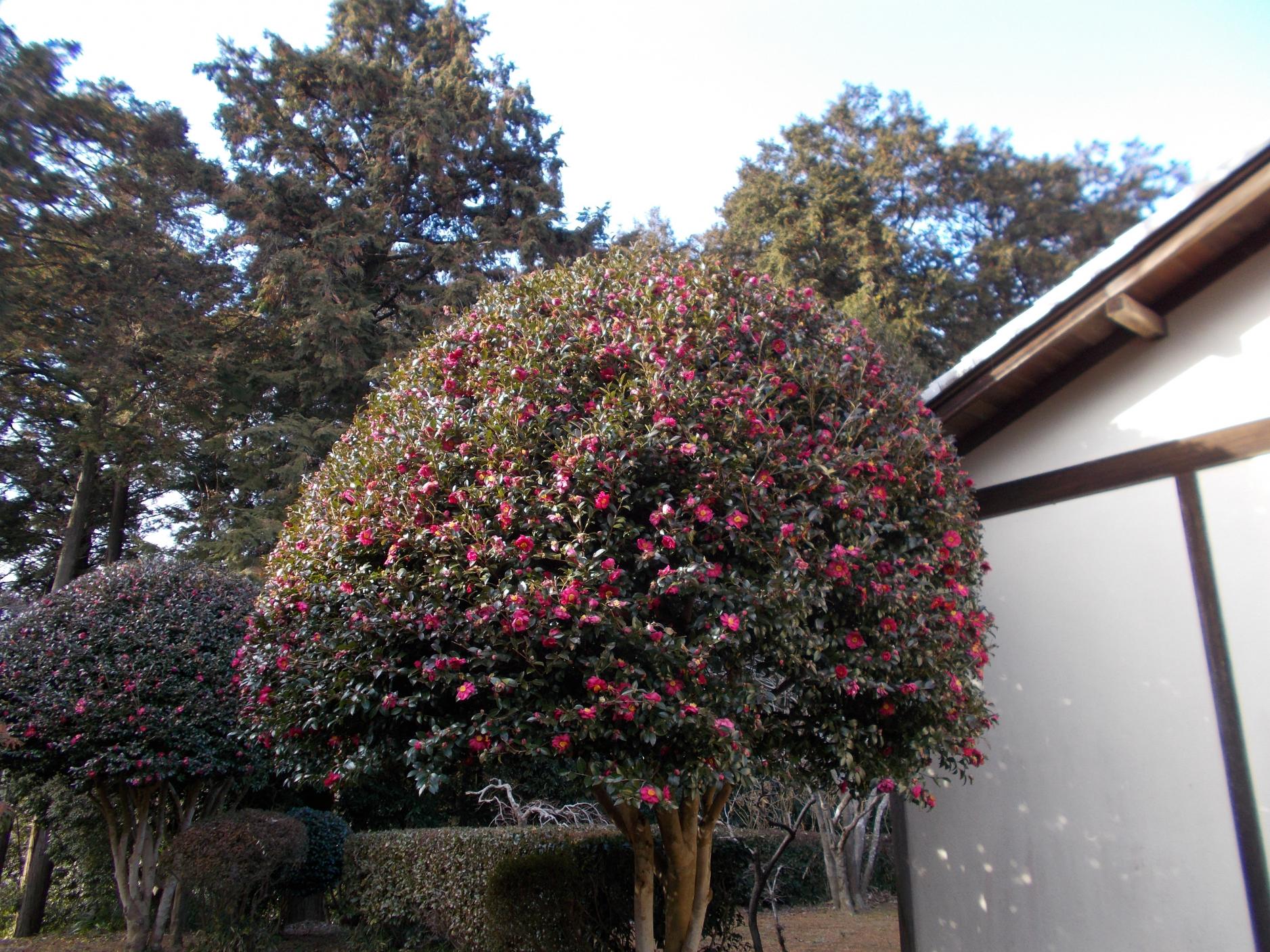 茶道棟脇山茶花