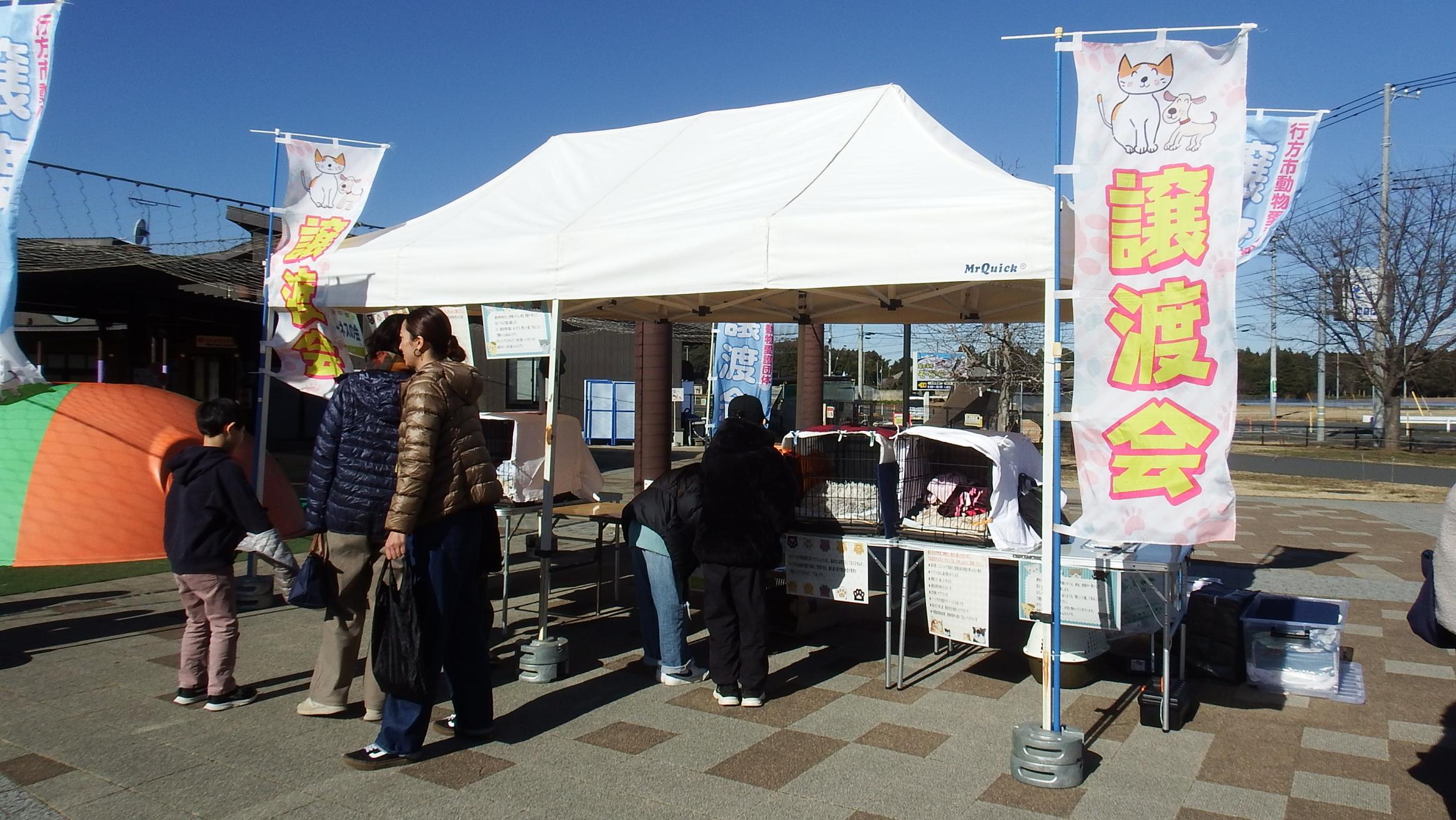 保護猫譲渡会写真