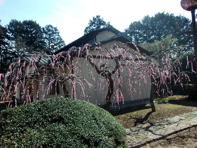 シダレウメ2 シダレウメ2