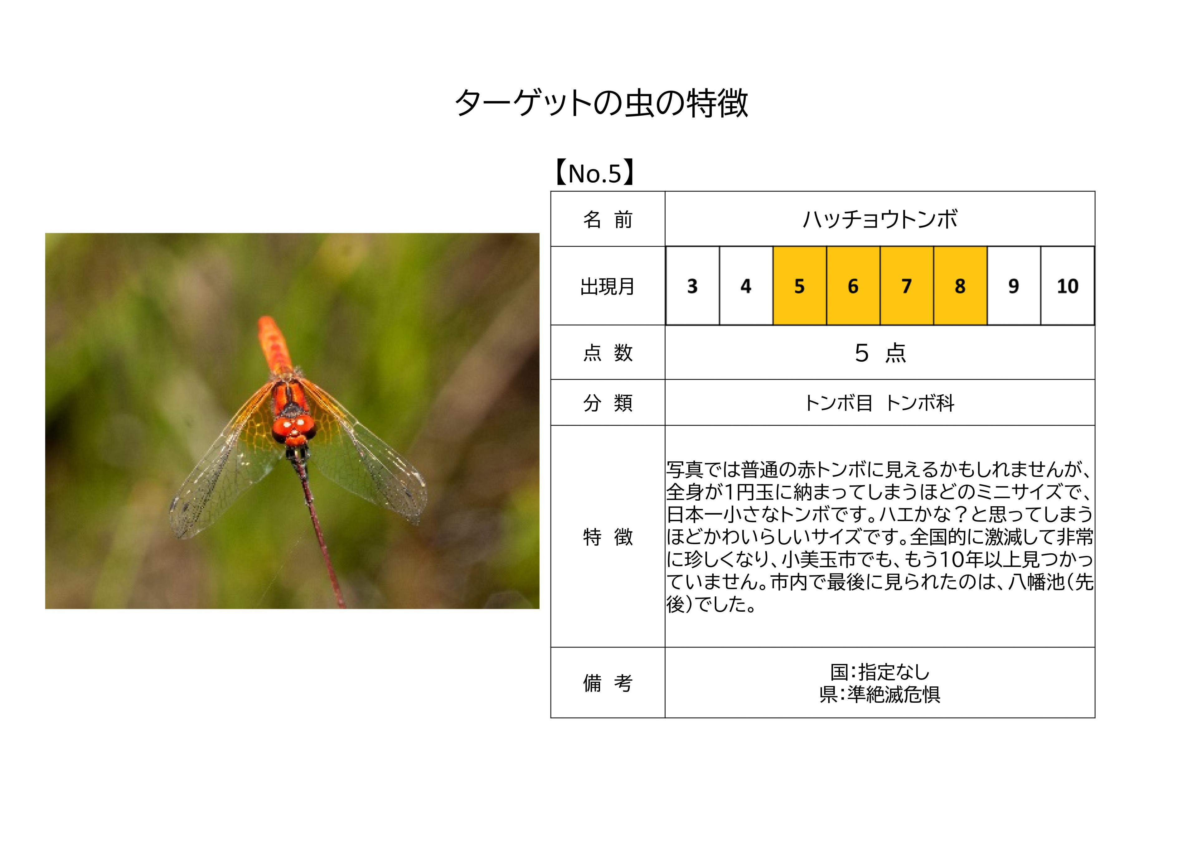 5.ハッチョウトンボ