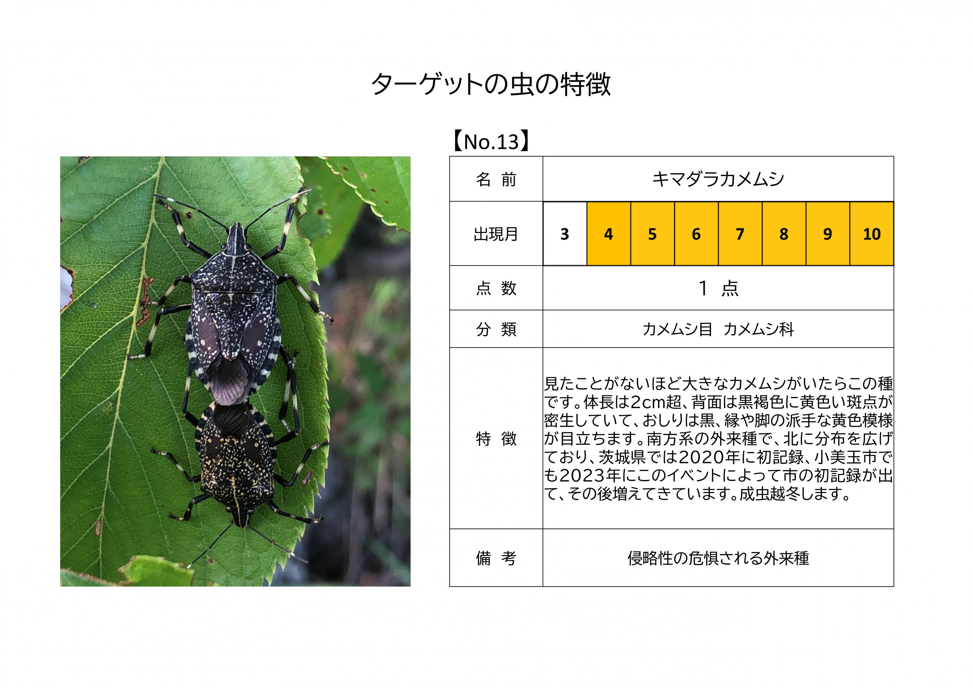 13.キマダラカメムシ