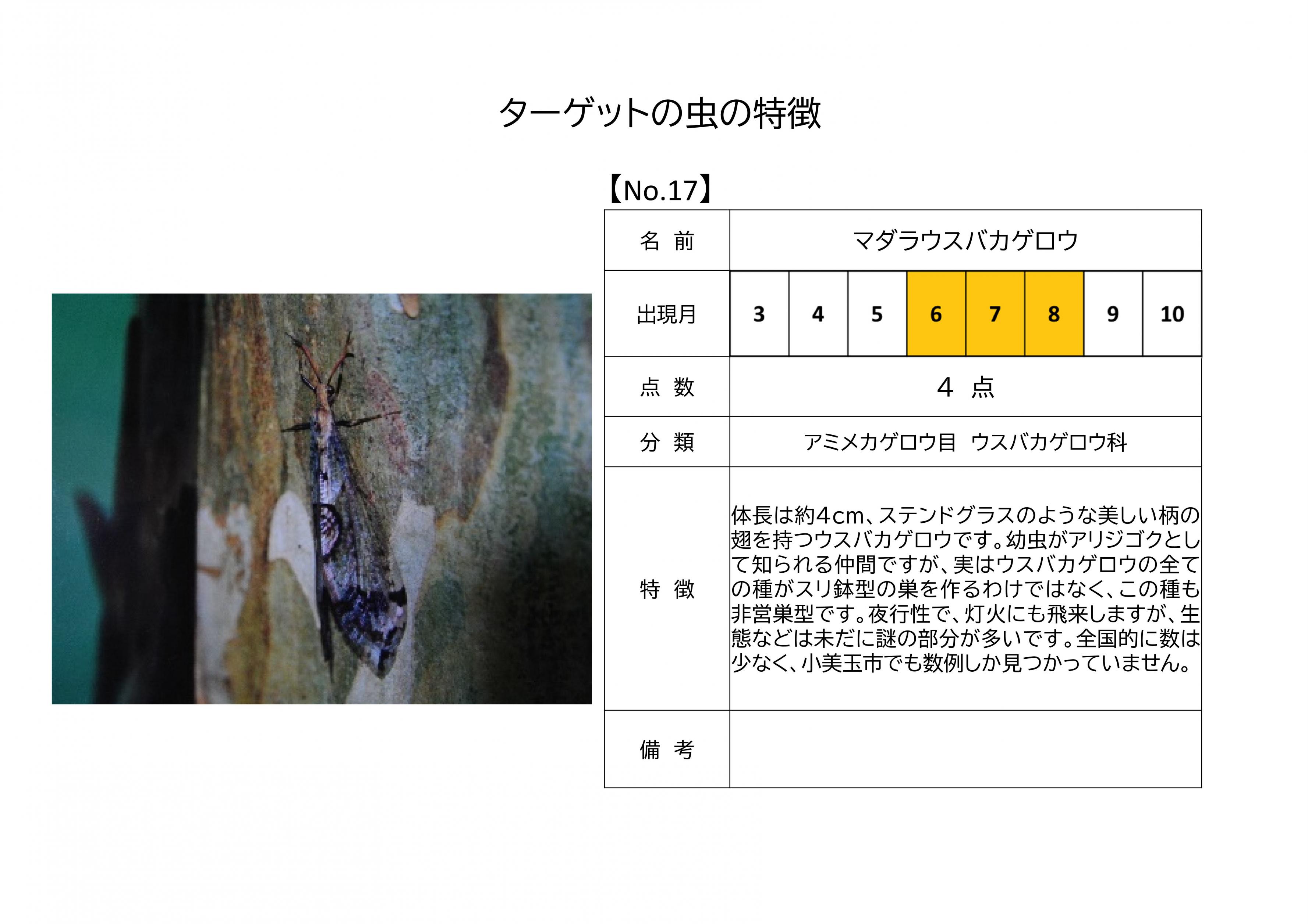 17.マダラウスバカゲロウ