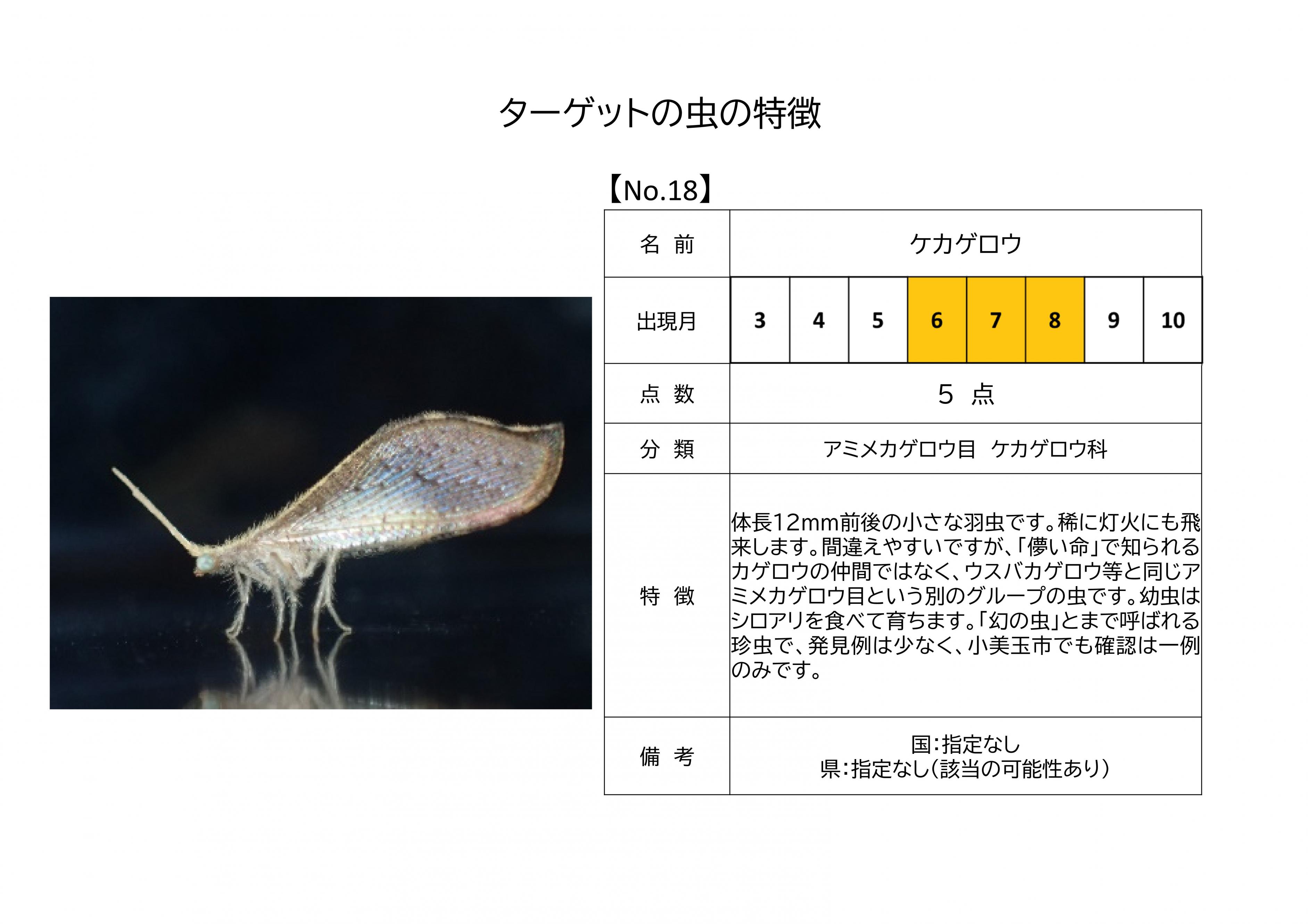 18.ケカゲロウ
