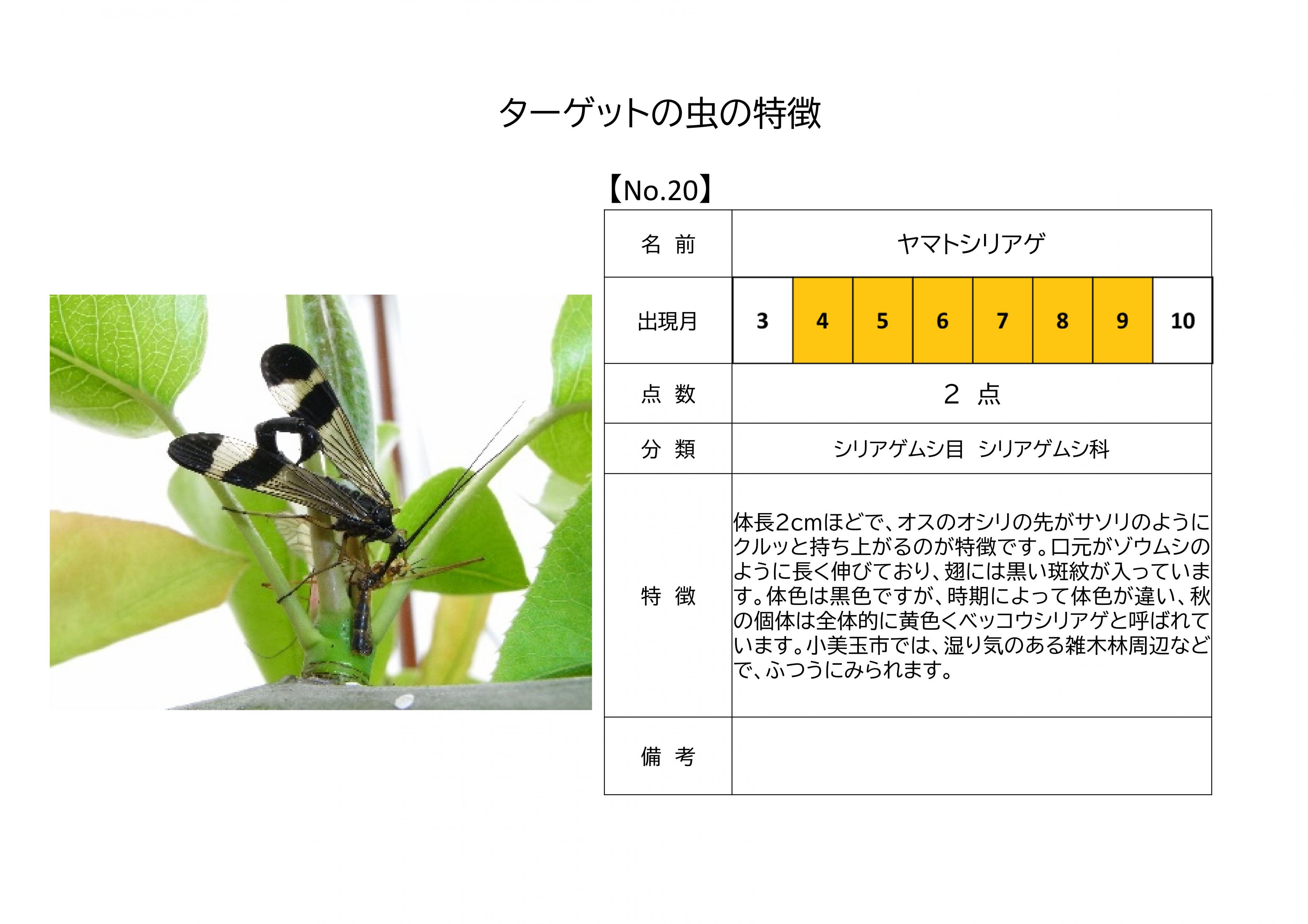 20.ヤマトシリアゲ