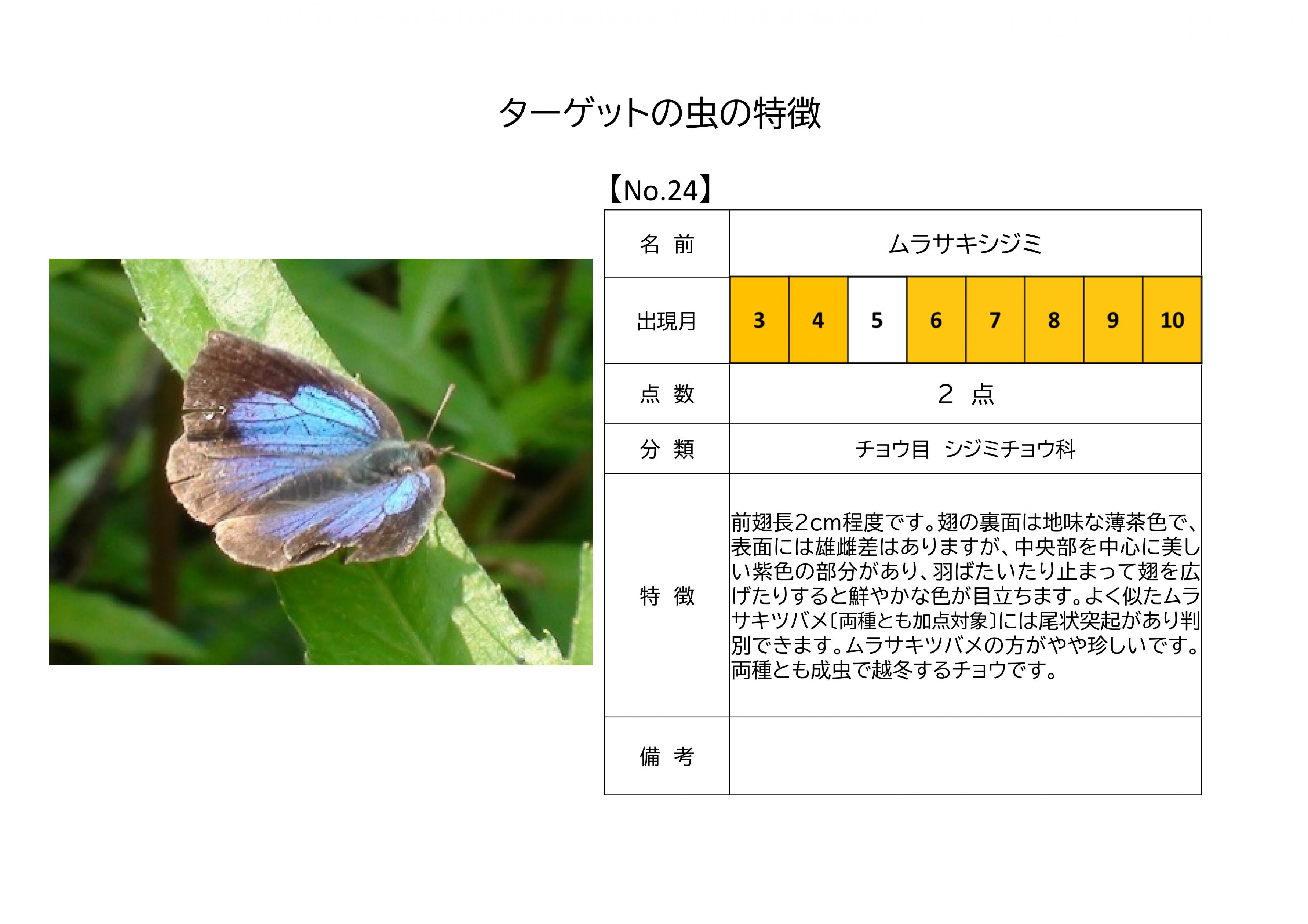 24.ムラサキシジミ