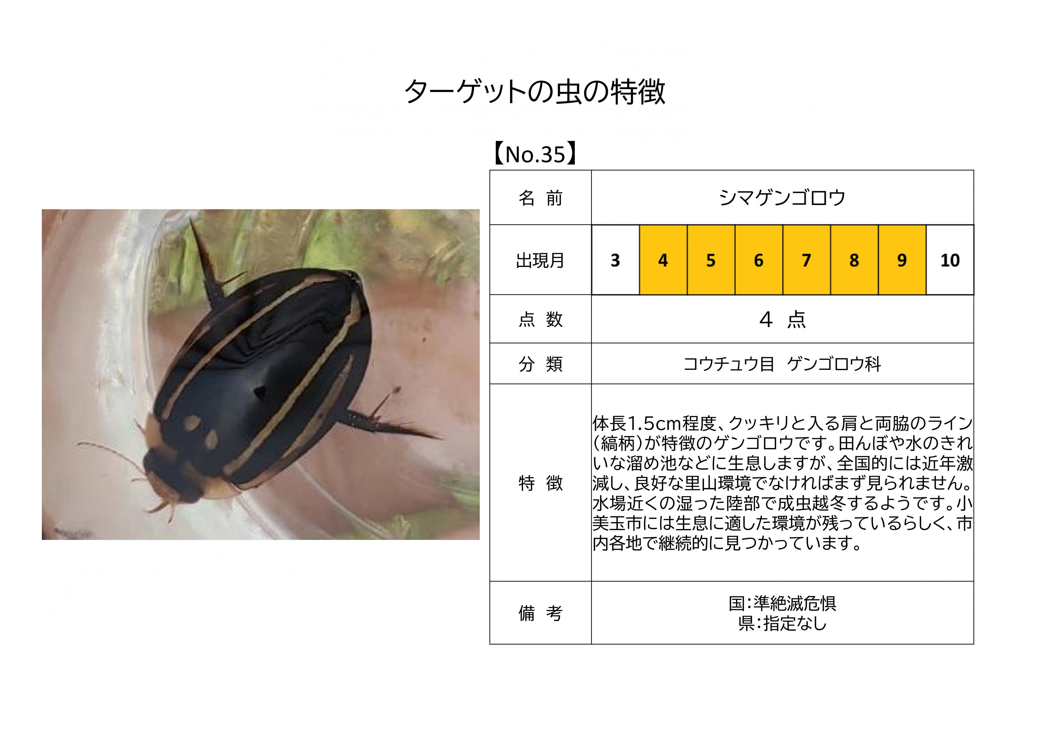 35.シマゲンゴロウ