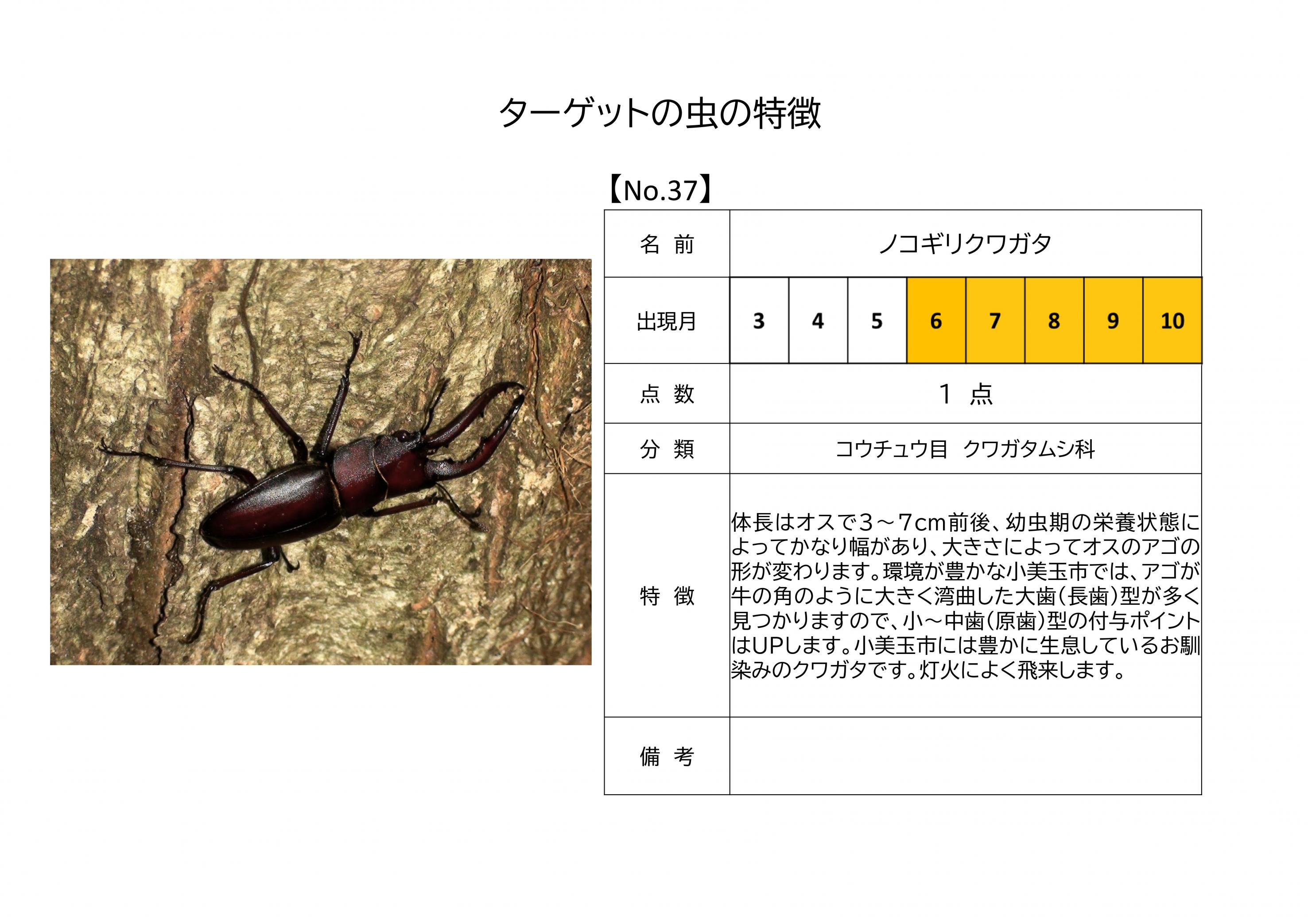 37.ノコギリクワガタ