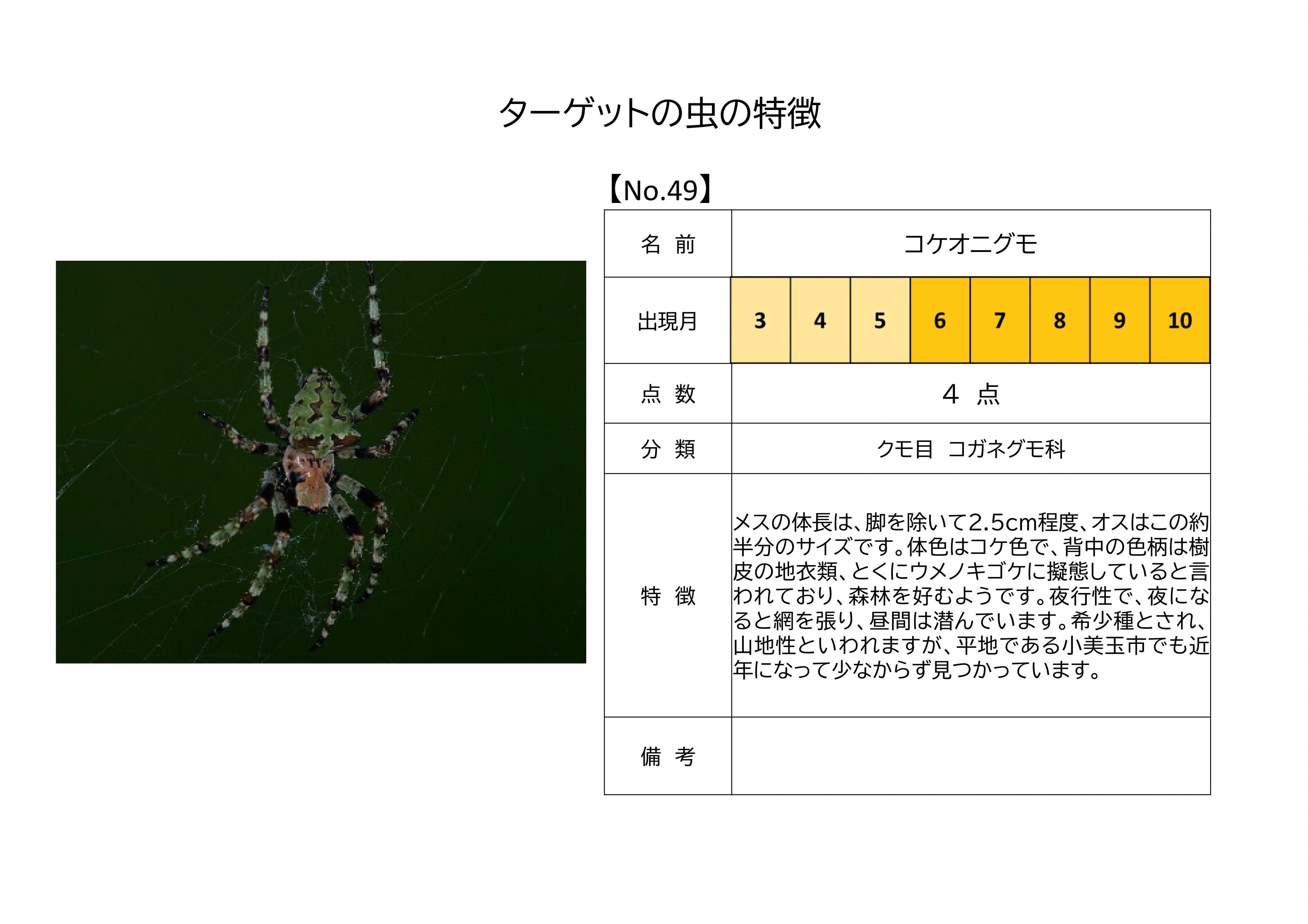 49.コケオニグモ