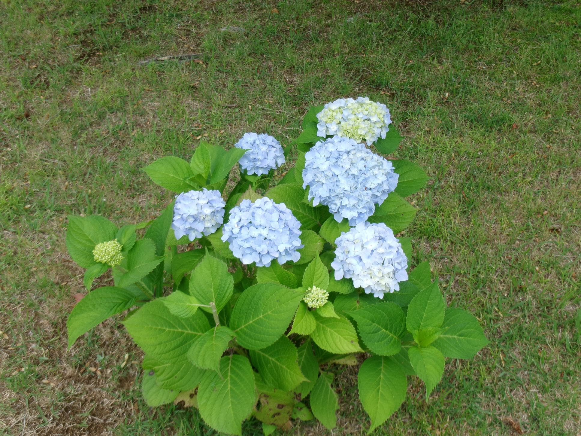 あじさい事務棟前