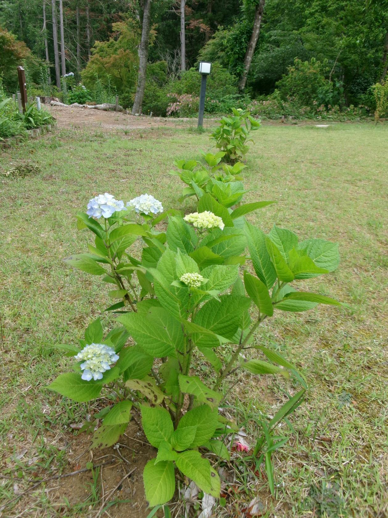 あじさい芝生広場