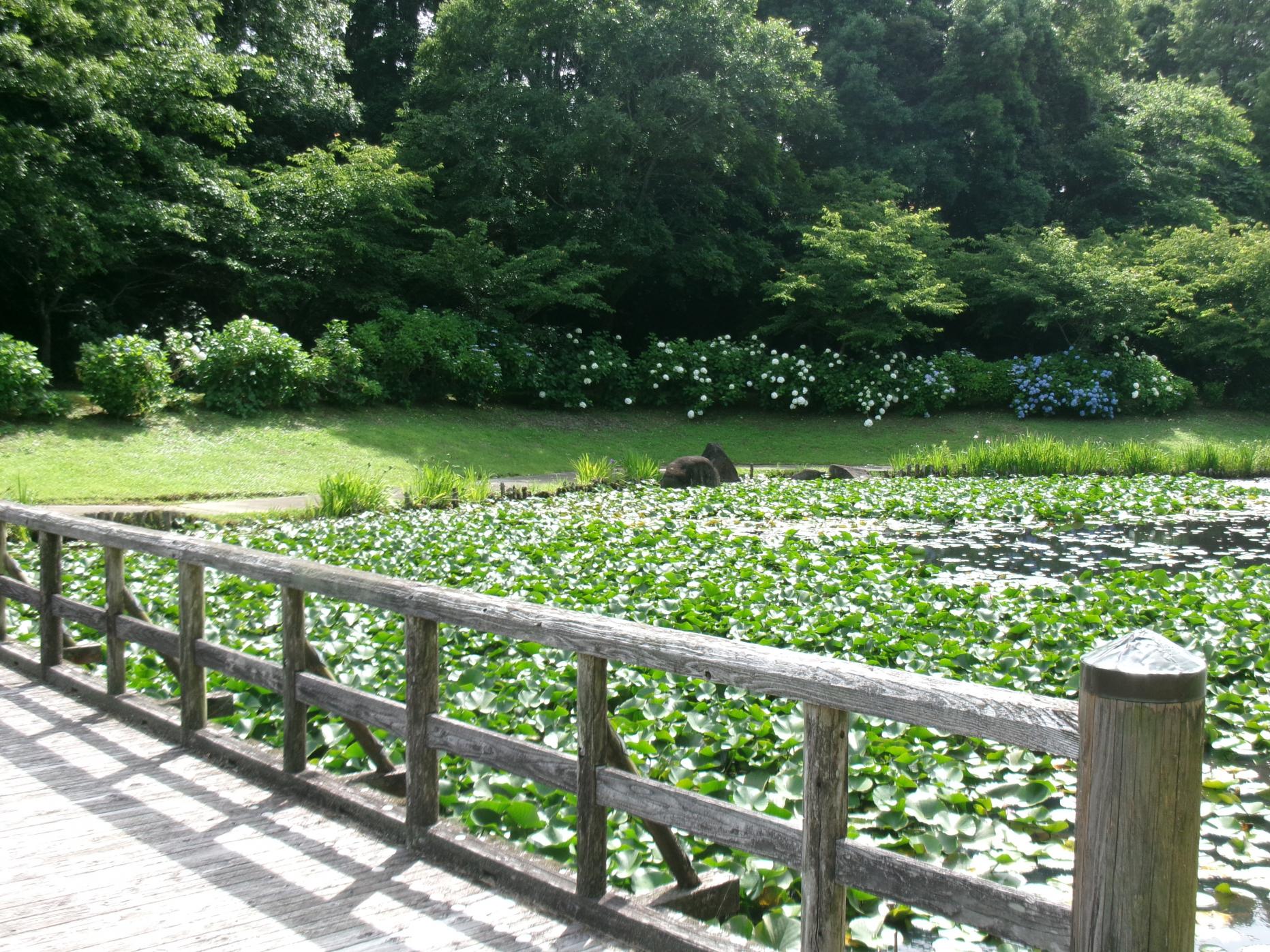 万寿池周辺4