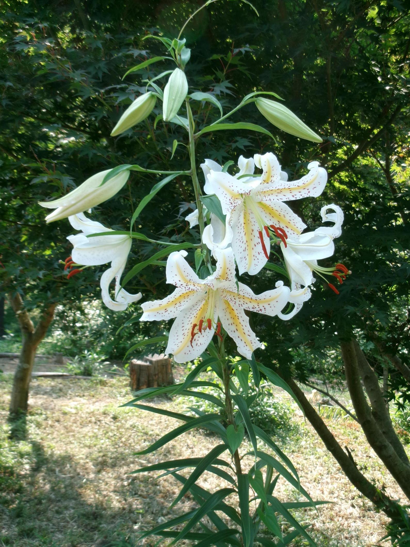 ヤマユリ学芸棟周辺1