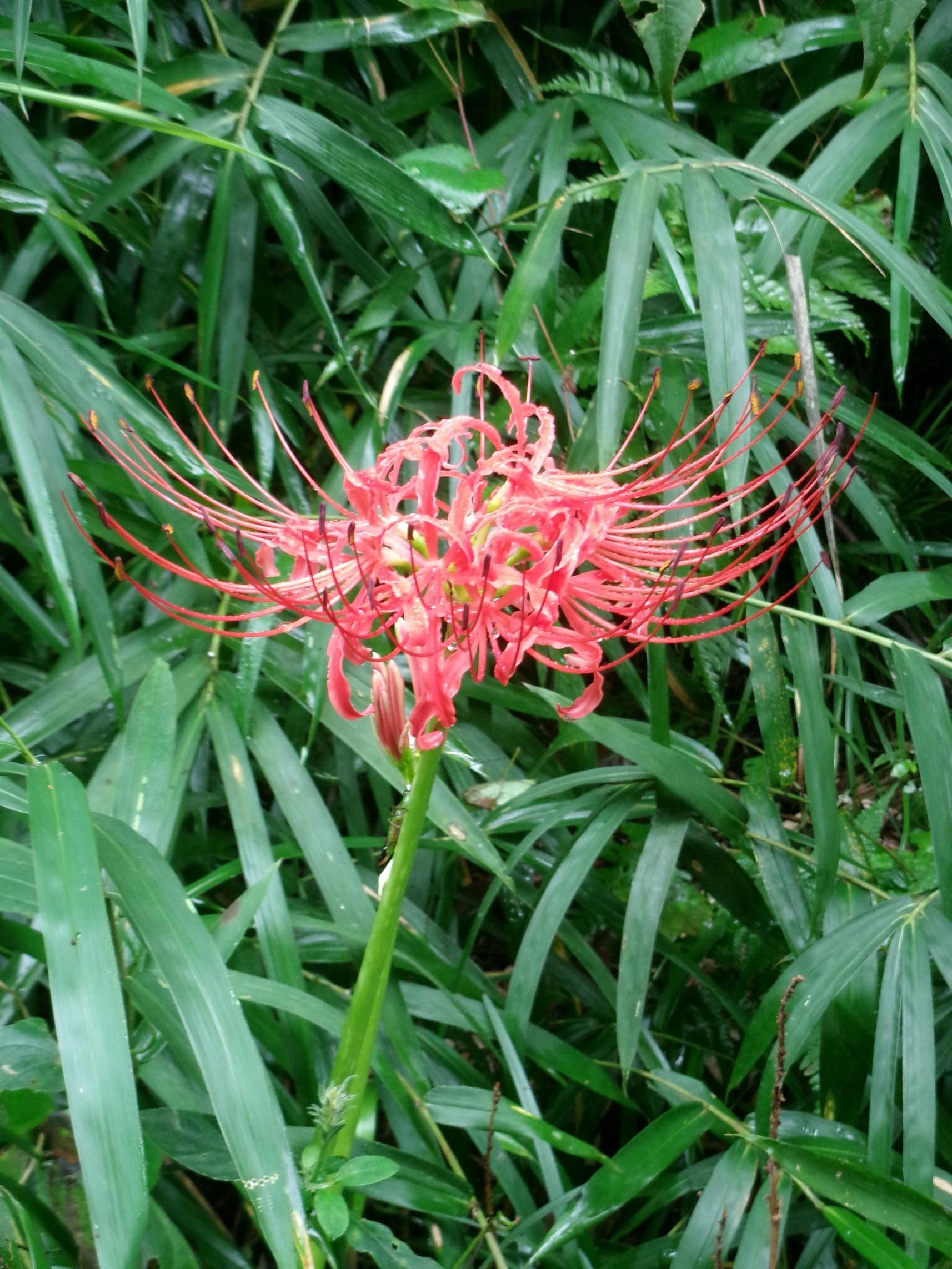 彼岸花